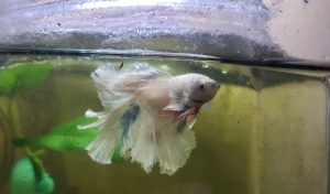 薬浴は 尾ぐされ病治療日記31日目 終了 滝谷ハジメのlibブログ