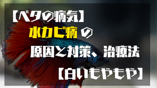ベタの病気 水カビ病の原因と対策 治療法 白いもやもや 滝谷ハジメのlibブログ